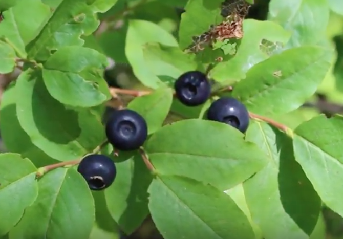 How To Hunt Huckleberries Coeur d'Alene Idaho