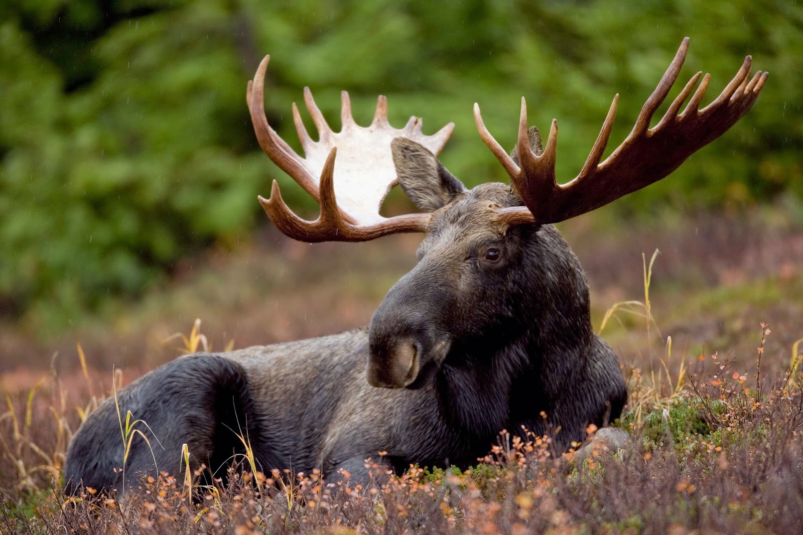 Moose Love Coeur d'Alene
