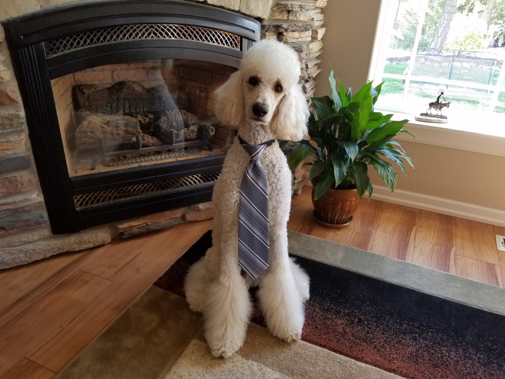 Dog Friendly Coeur d'Alene Idaho A Great Place To Live