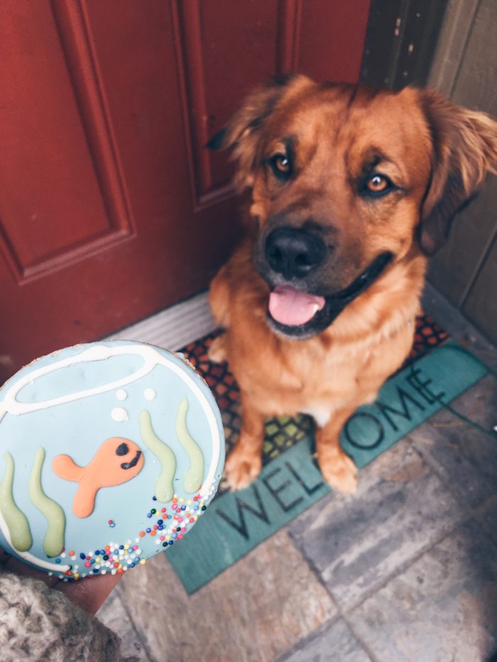 Welcome Dog