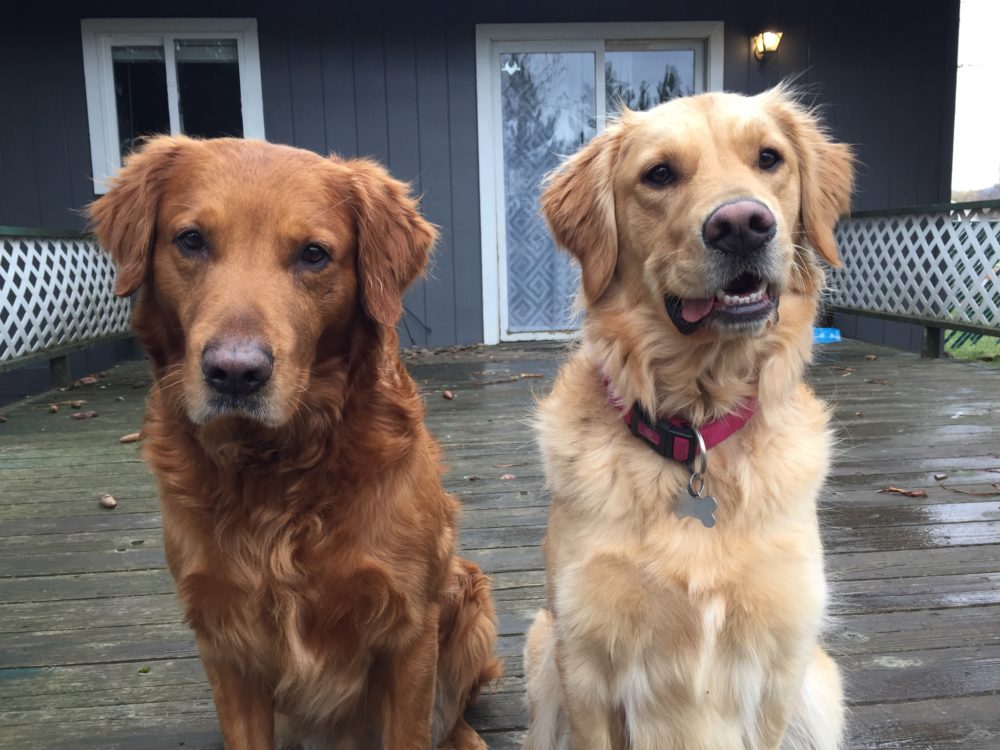 2 Golden Retriever Dogs