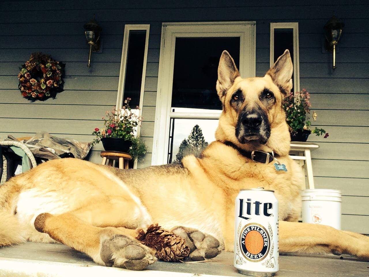 Coeur d'Alene Dog Contest