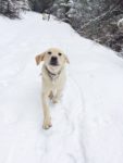 Blonde Lab Dog in the snow