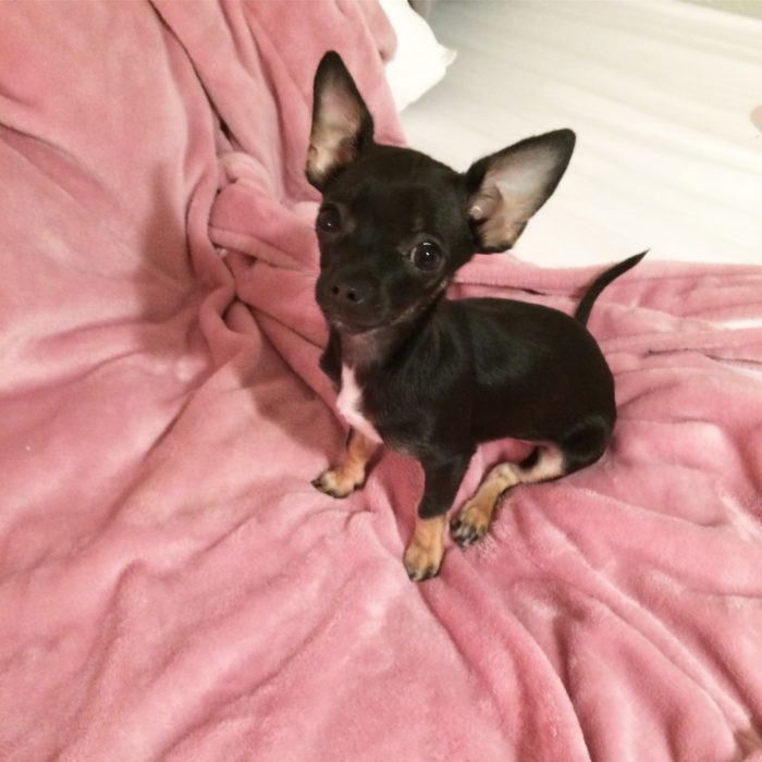 Cute Puppy on pink blanket