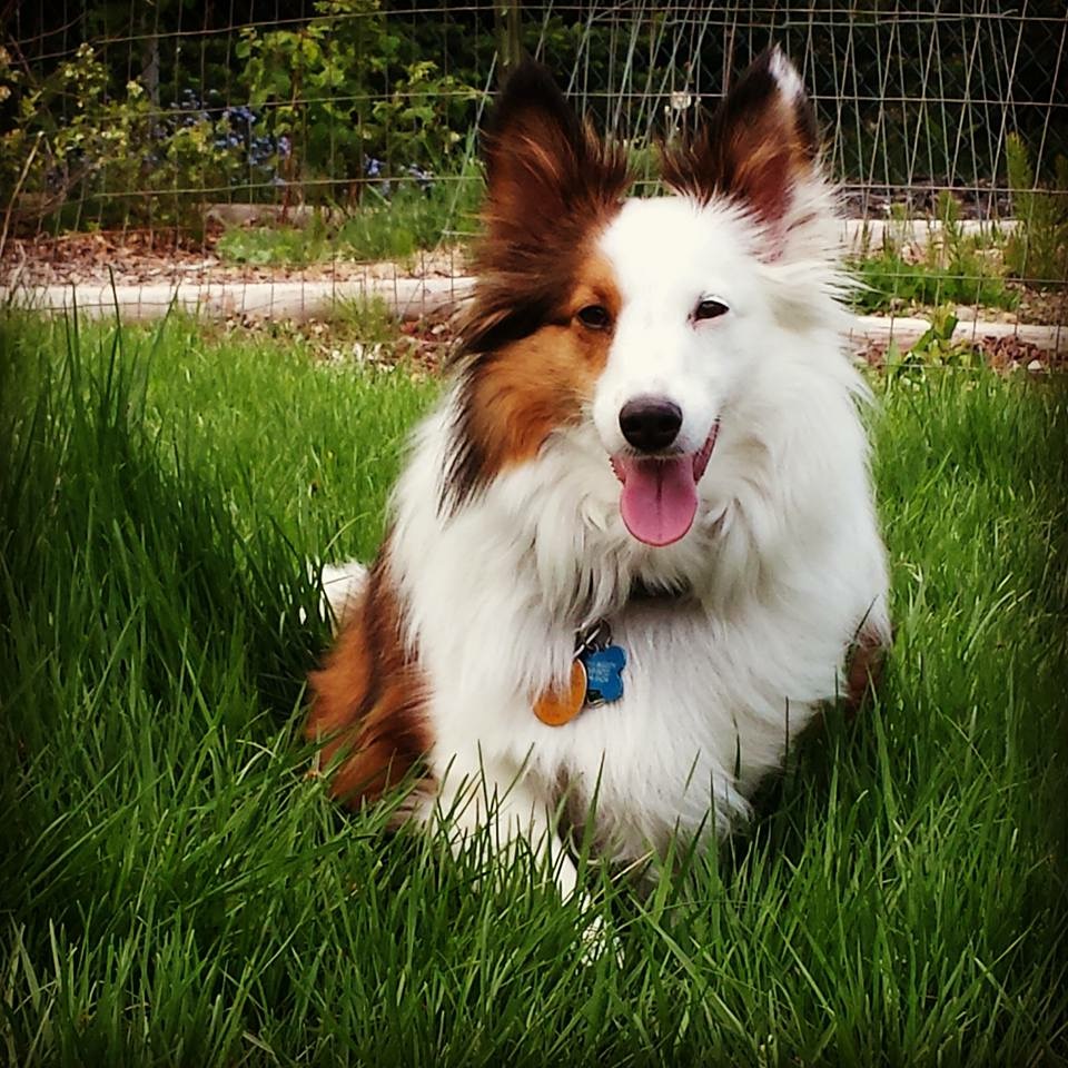 Collie Dog on grass
