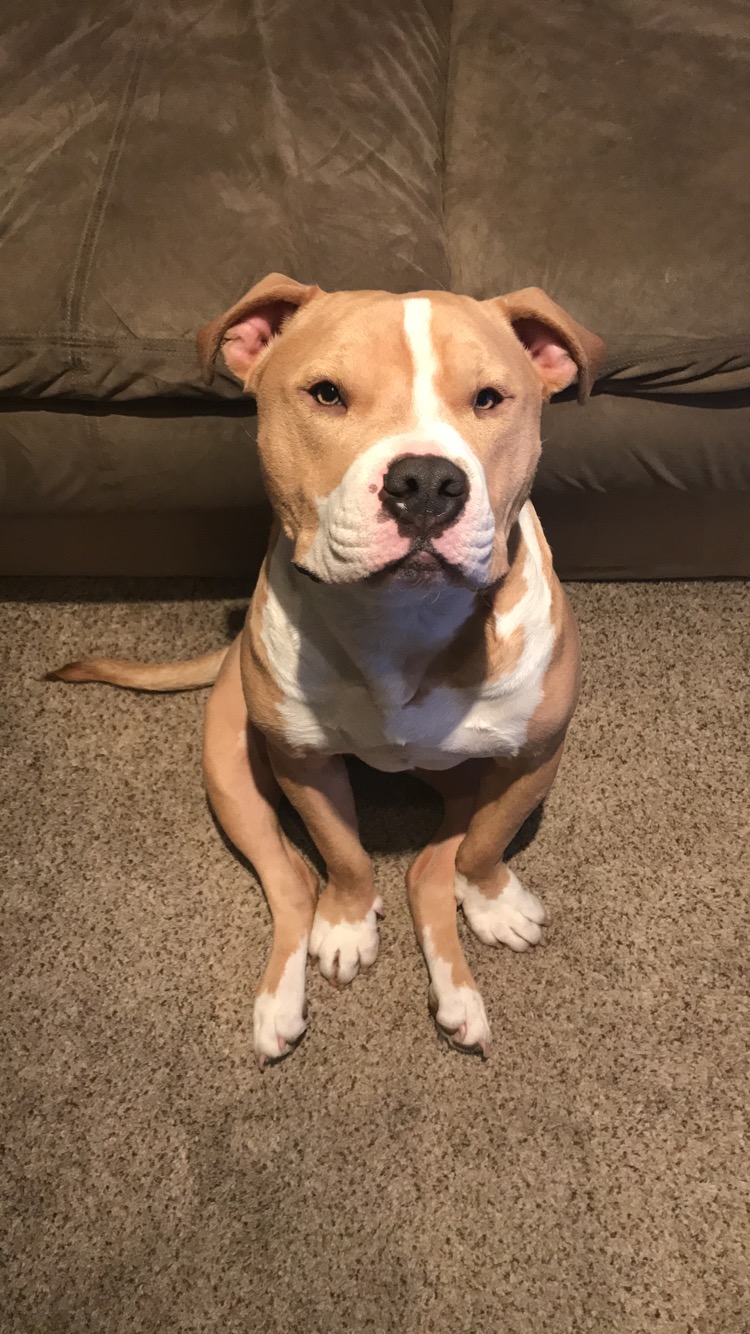 Pitbull Dog on carpet