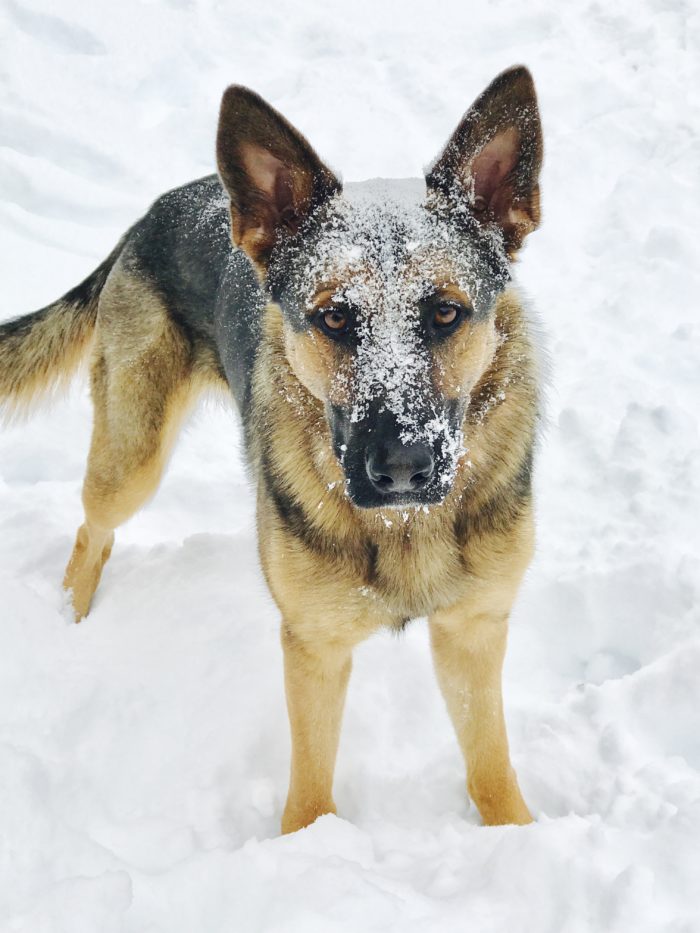 German Shepard Dog in the snow