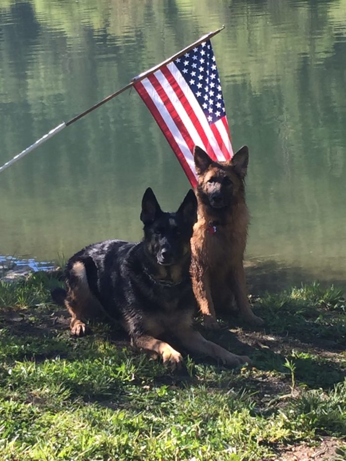 Dogs with American Flag