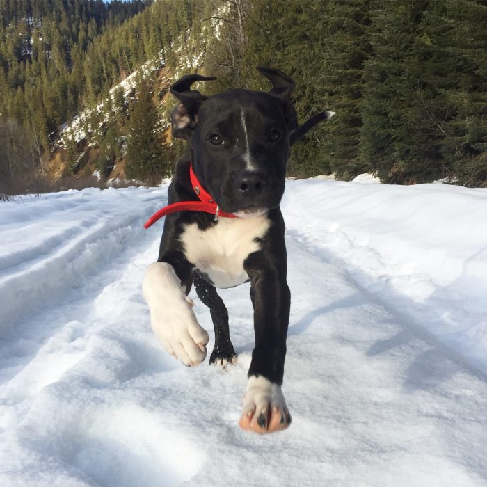 Pitbull Dod in the snow