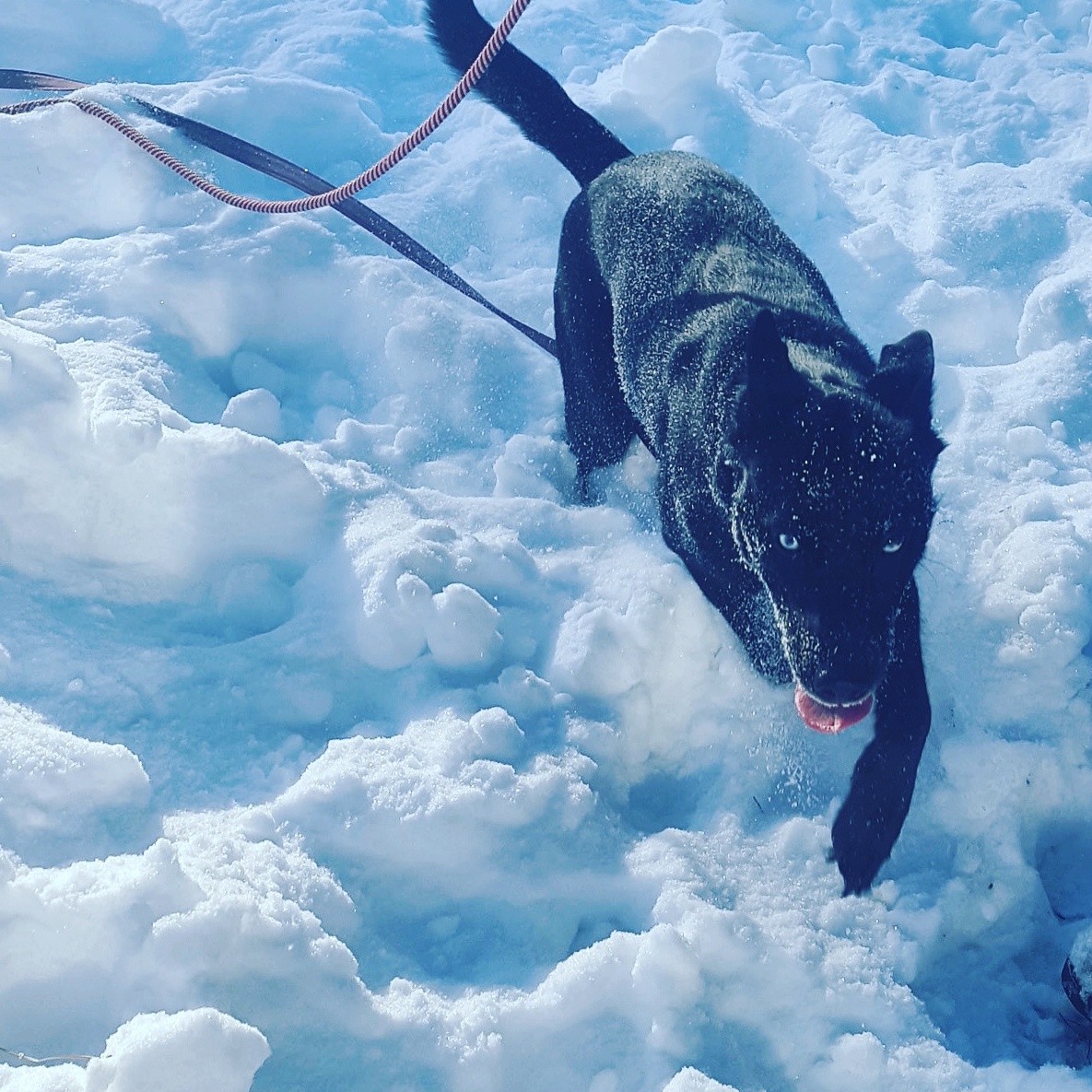 Black Dog in the snow