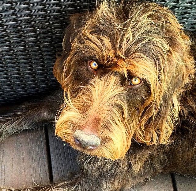 Dog looks like a person