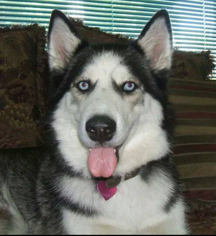 Husky Dog smiling