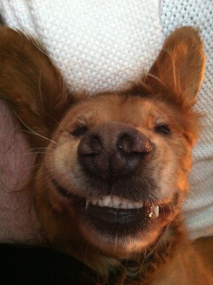 Ugliest Dog