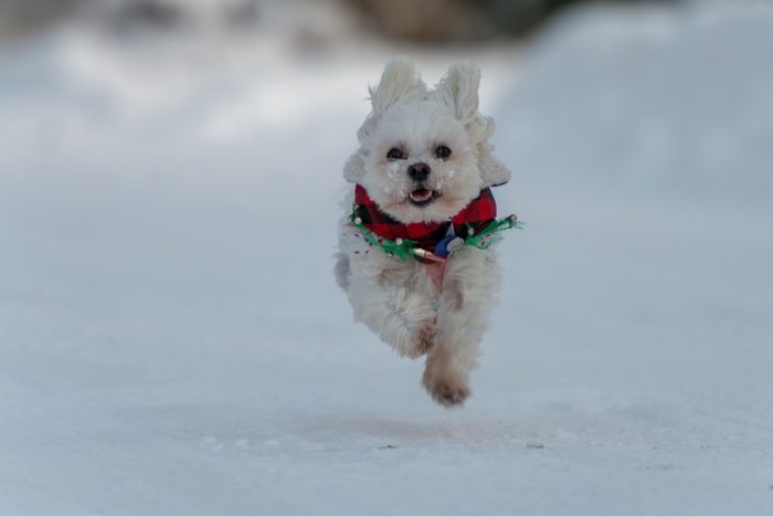 Poodle running in the snow