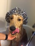 CDA dog photo contest shower