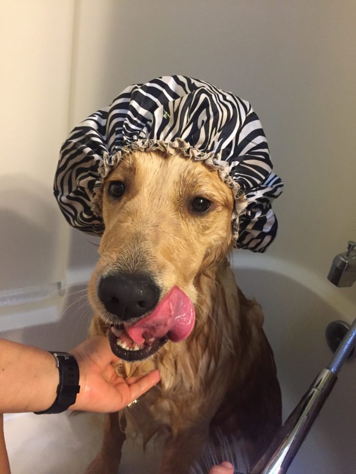 Dog in bathtub