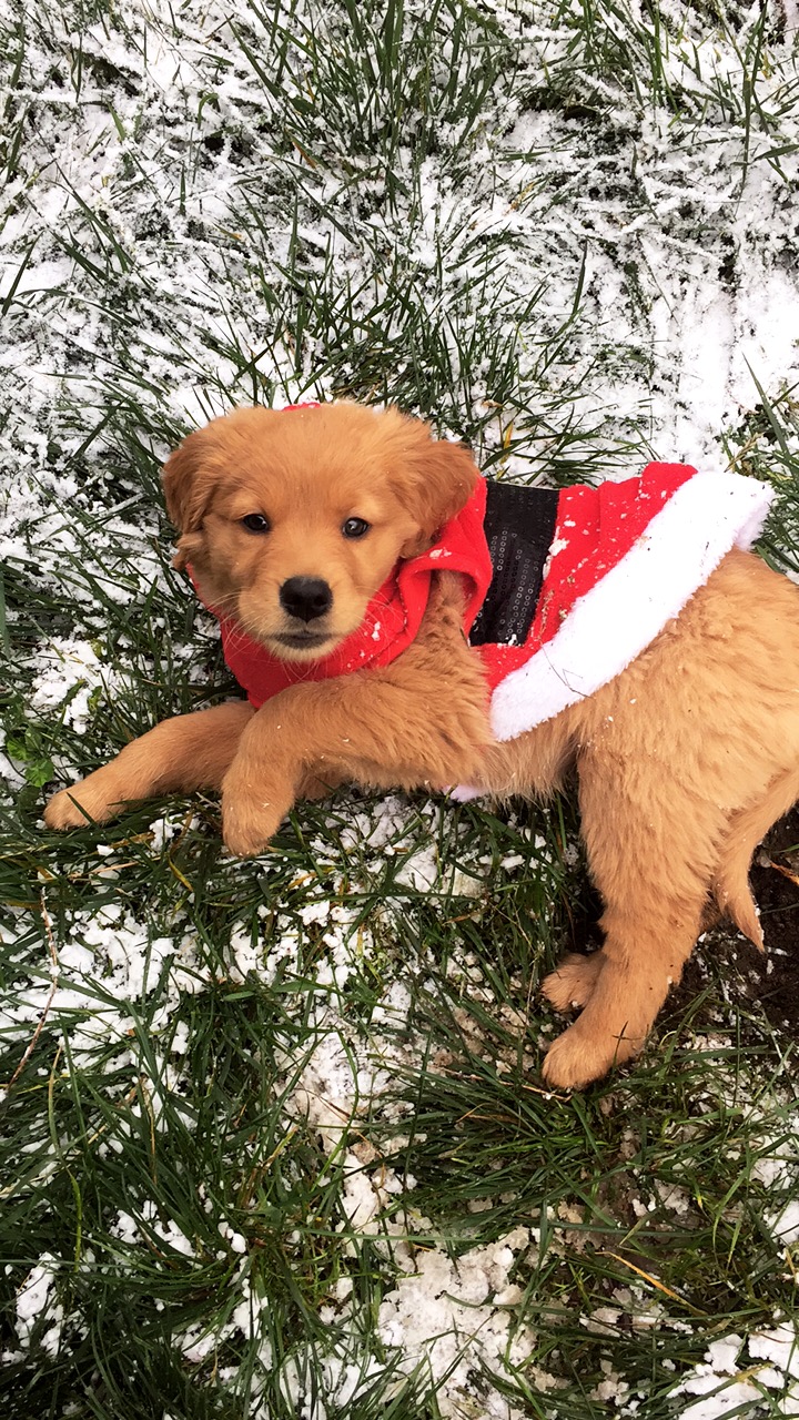 Puppy wearing a Christmas Jacket