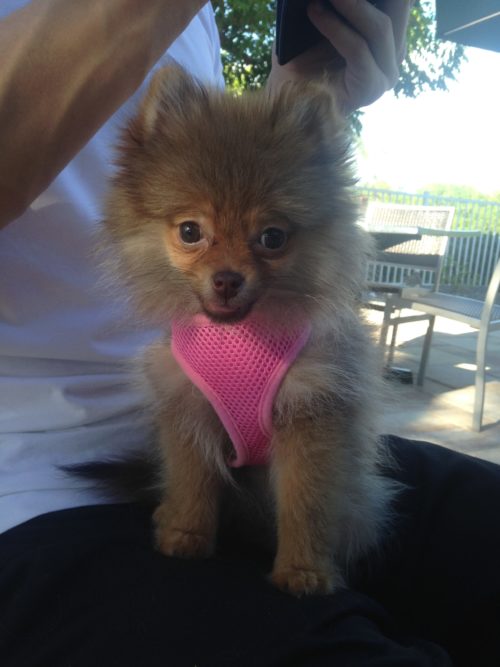 Cutest Bear Puppy