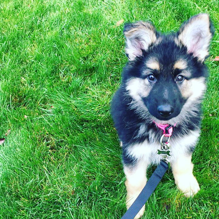 Cute German Shepherd