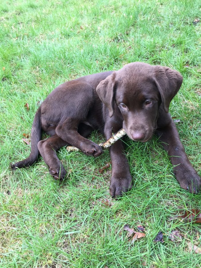 Brown Lab on grass
