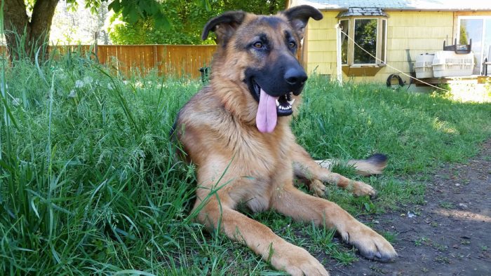 German Shepard Dog cooling on the grass