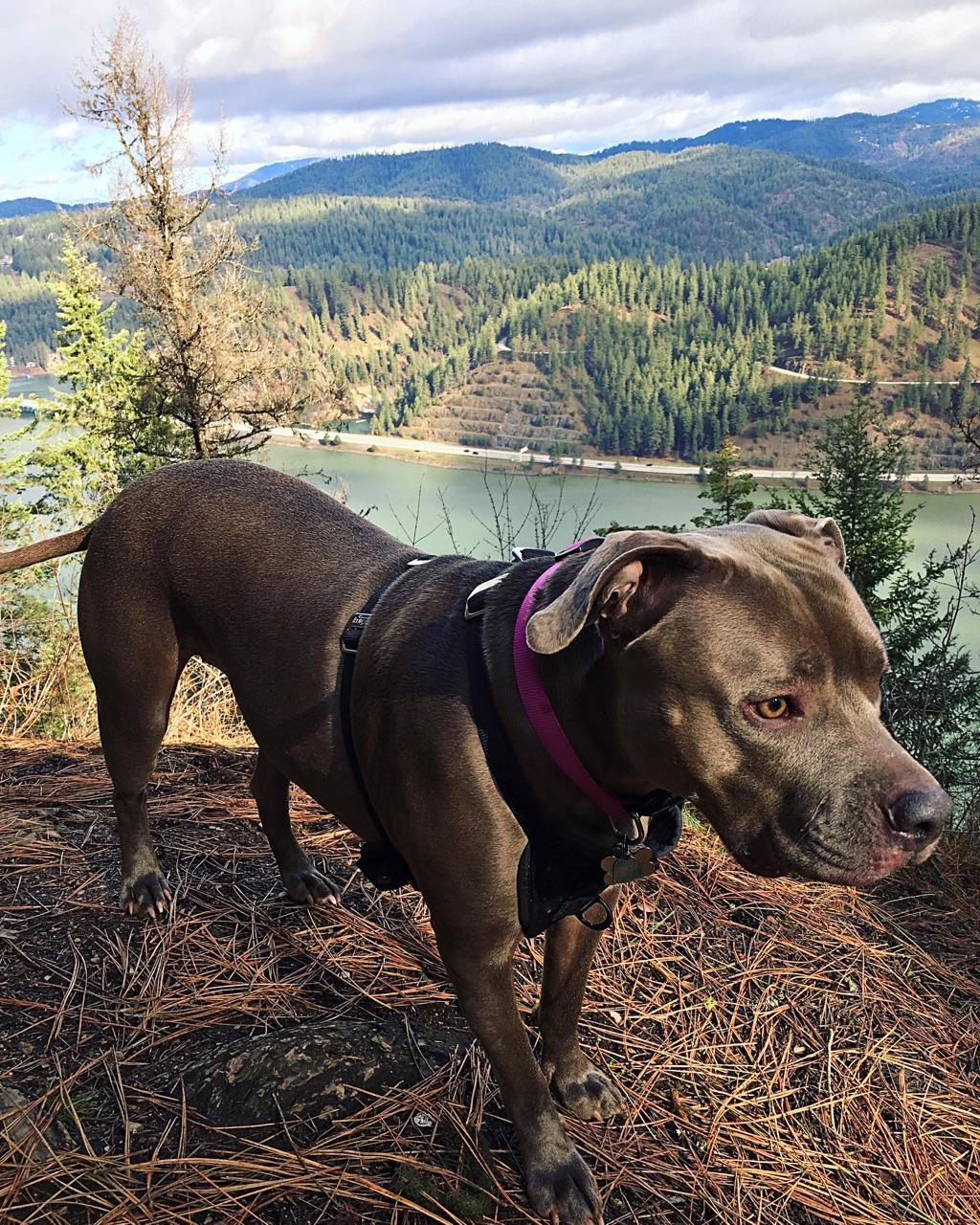 Dog Hiking Coeur d'Alene