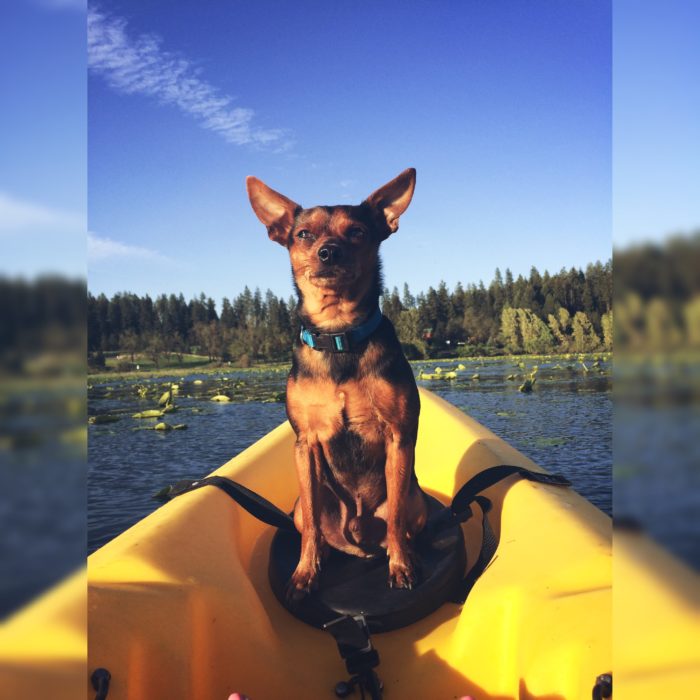 Dog in a Boat Lake Coeur d'Alene
