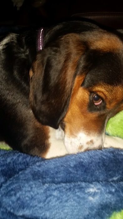 Shy puppy