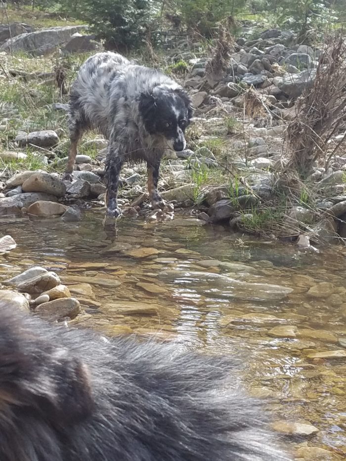 Dog in a stream