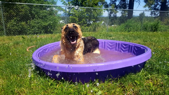 Dog in swimming pool Coeur d'Alene