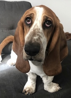 Beagle Dog
