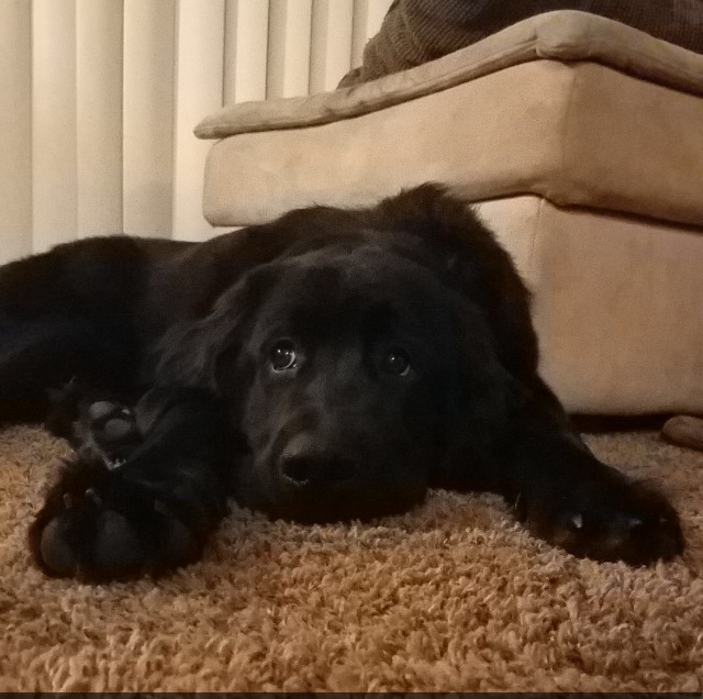 Newfie Puppy Coeur d'Alene