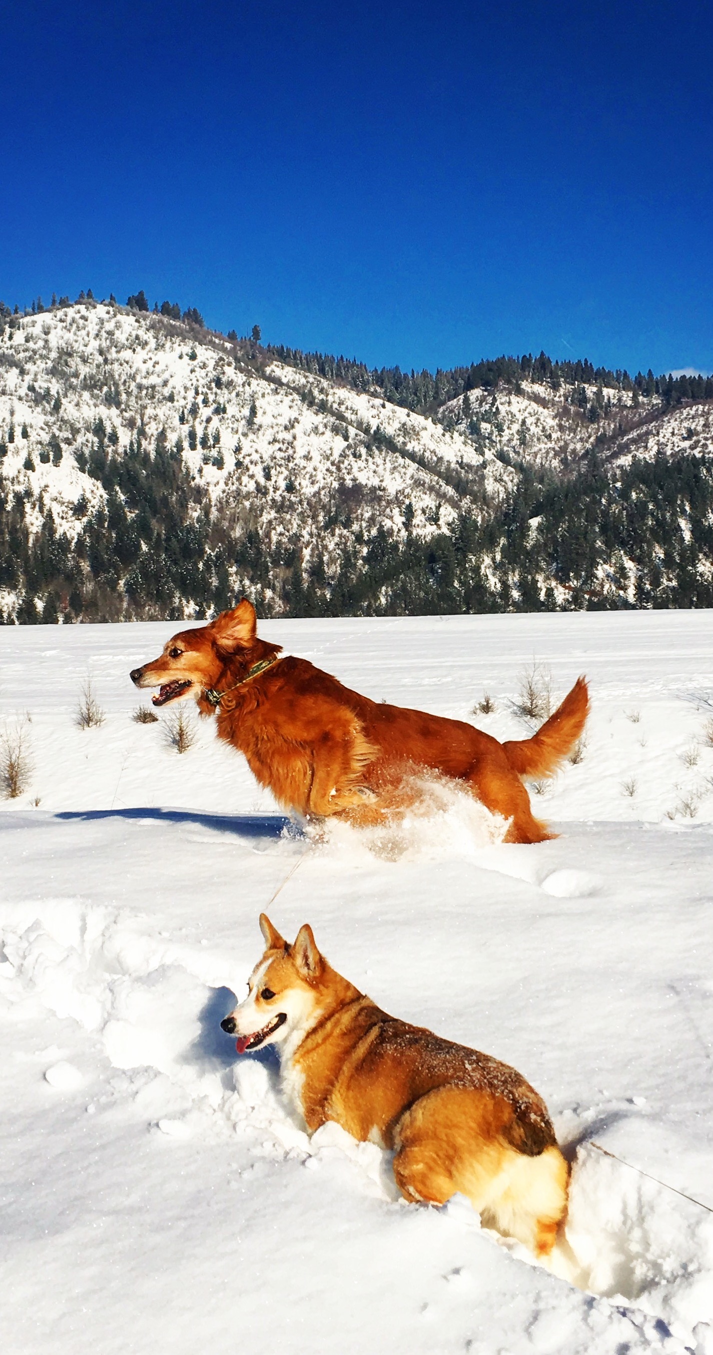 2 dogs running in the snow