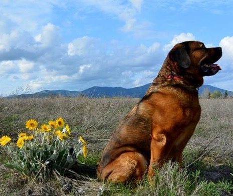 Male Dog in the Field