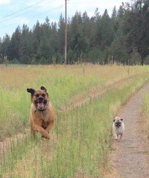 Dogs running dirt road