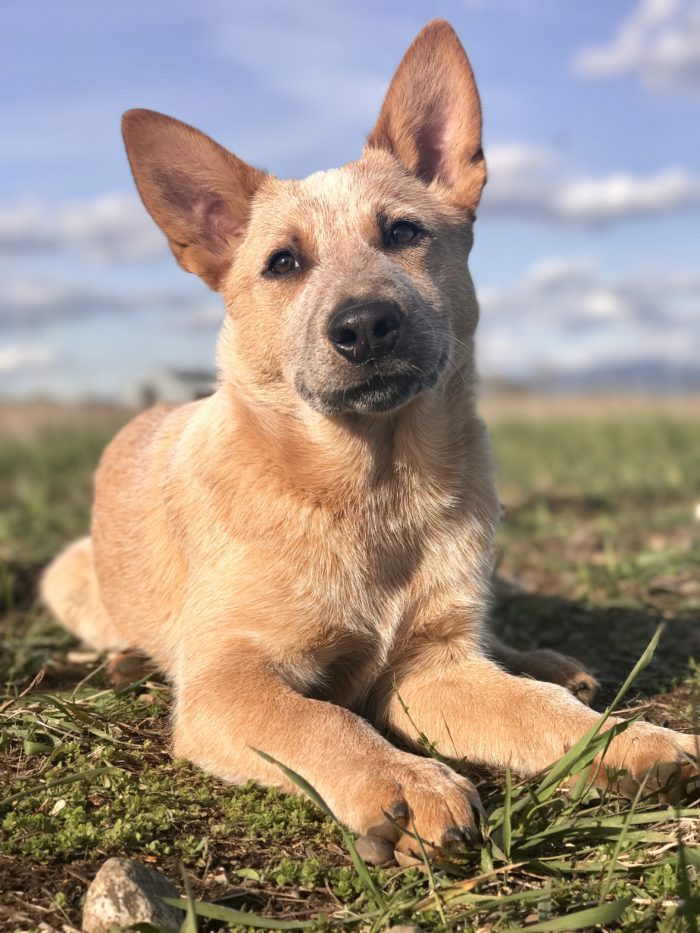Great dog photo