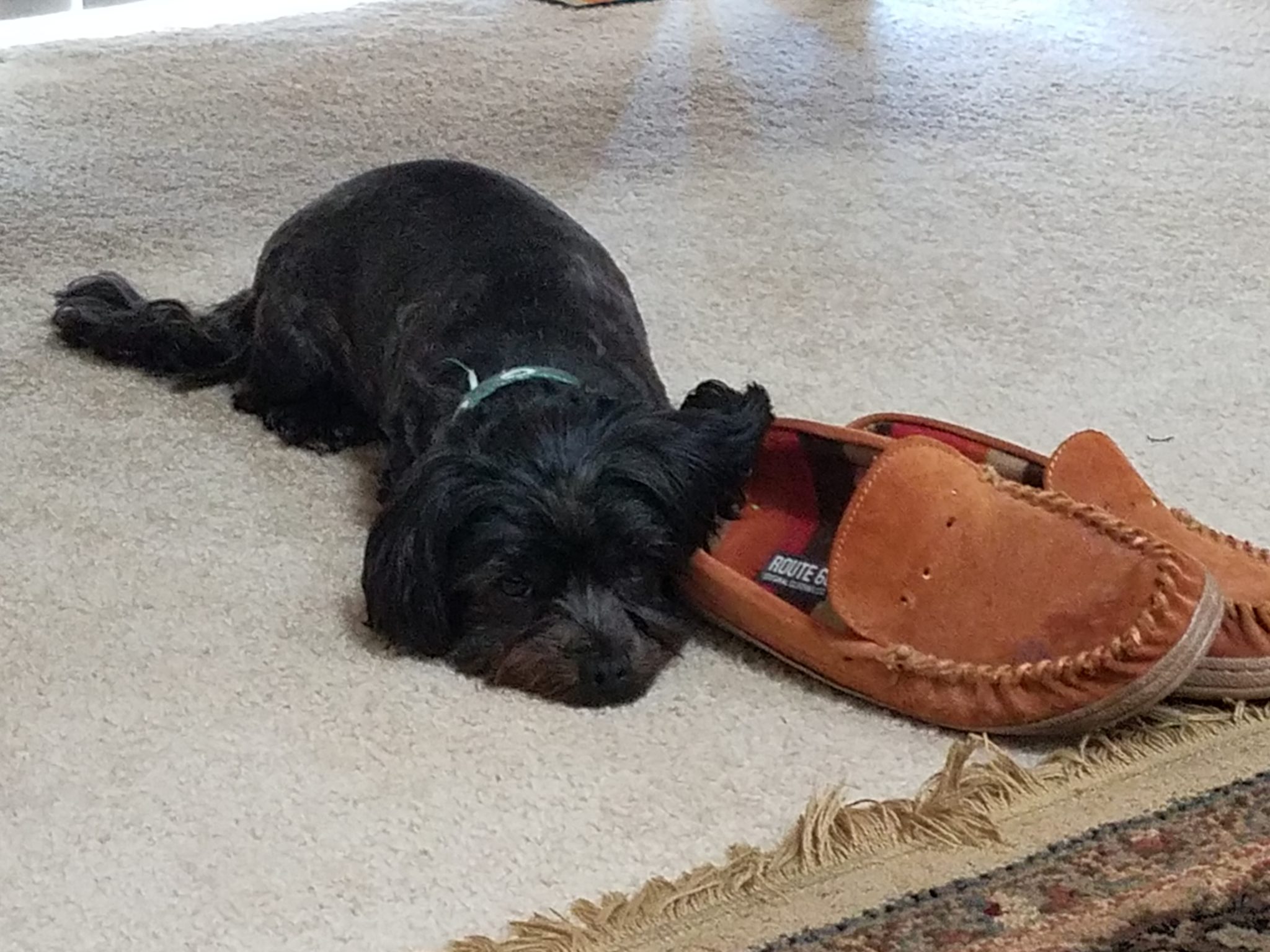 Black dog sleeping on shoes
