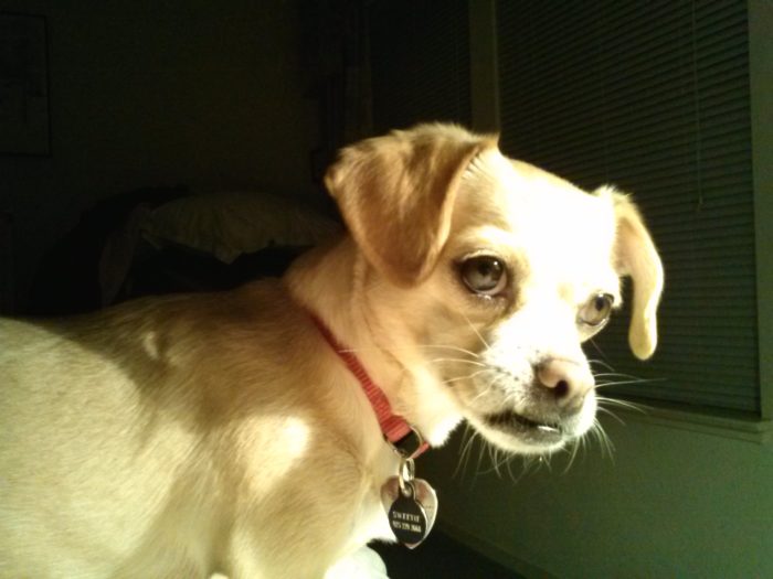 Cute little dog looking mean