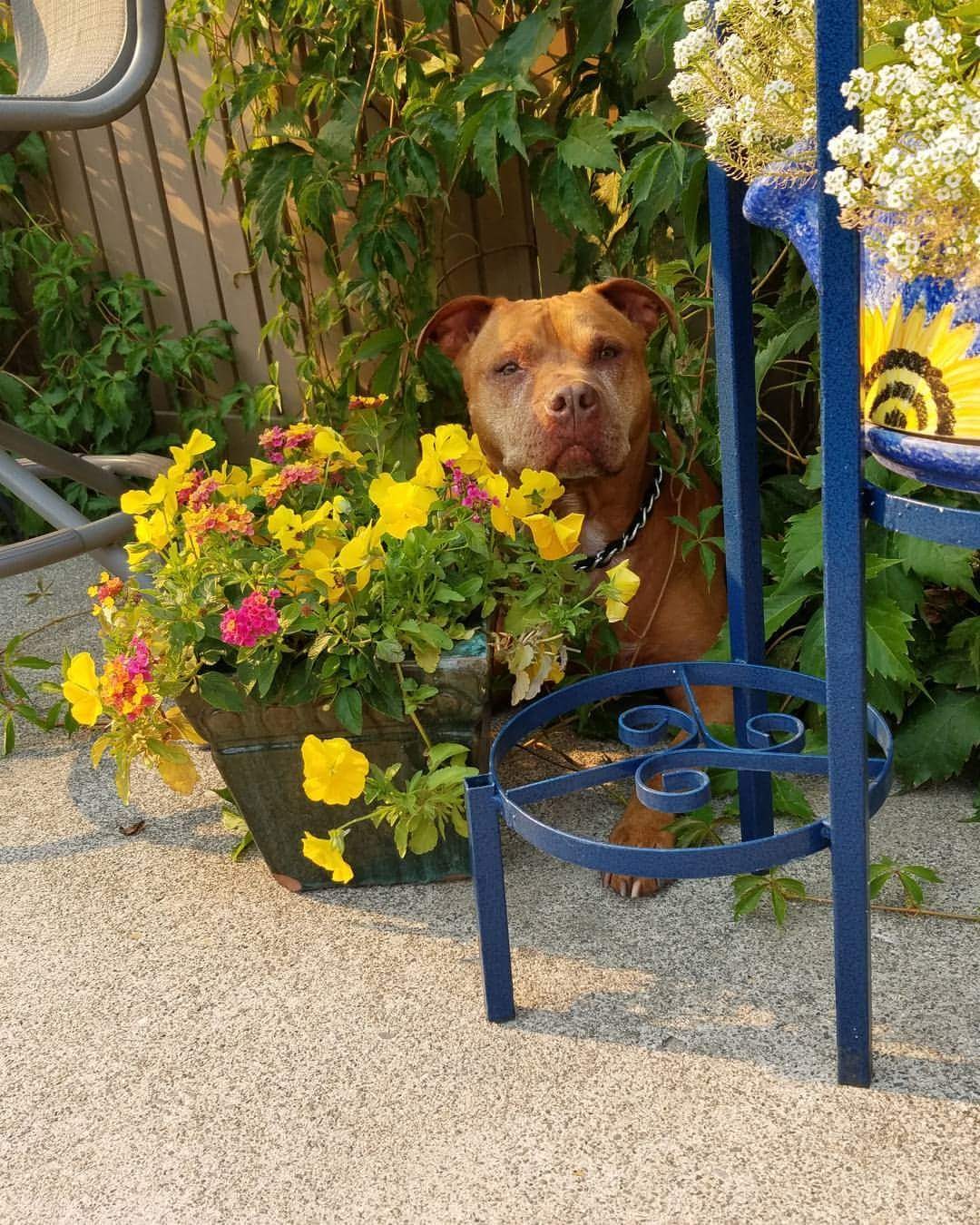 Pitbull Ready To Attack