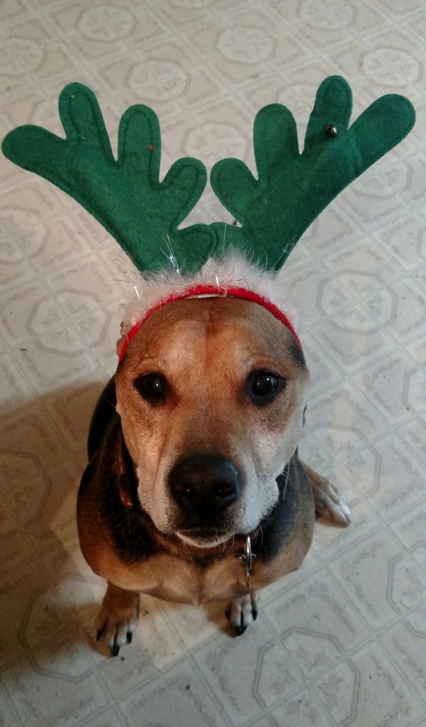 Dog dressed as reindeer