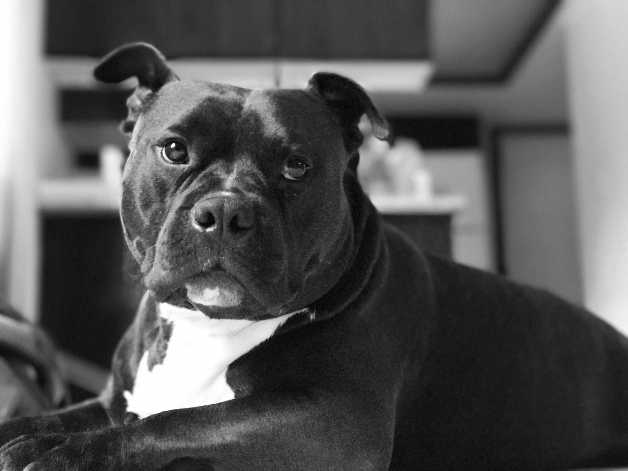 Pitbull Staring
