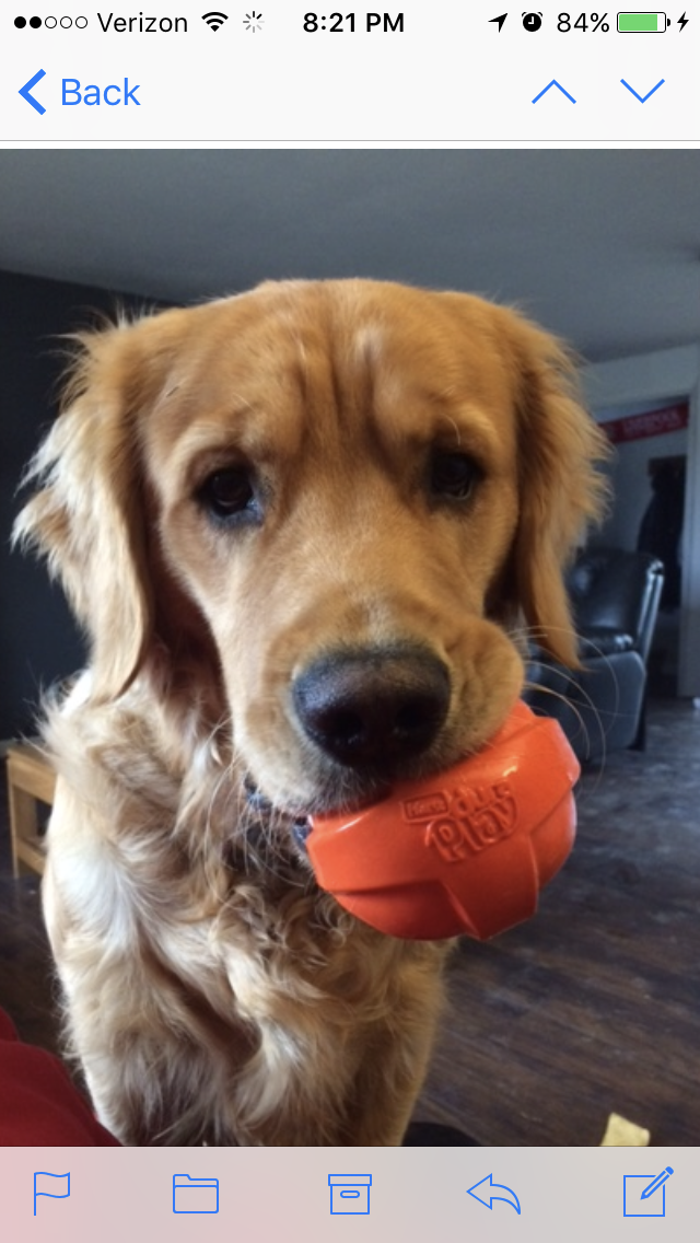 Happy Golden retriever