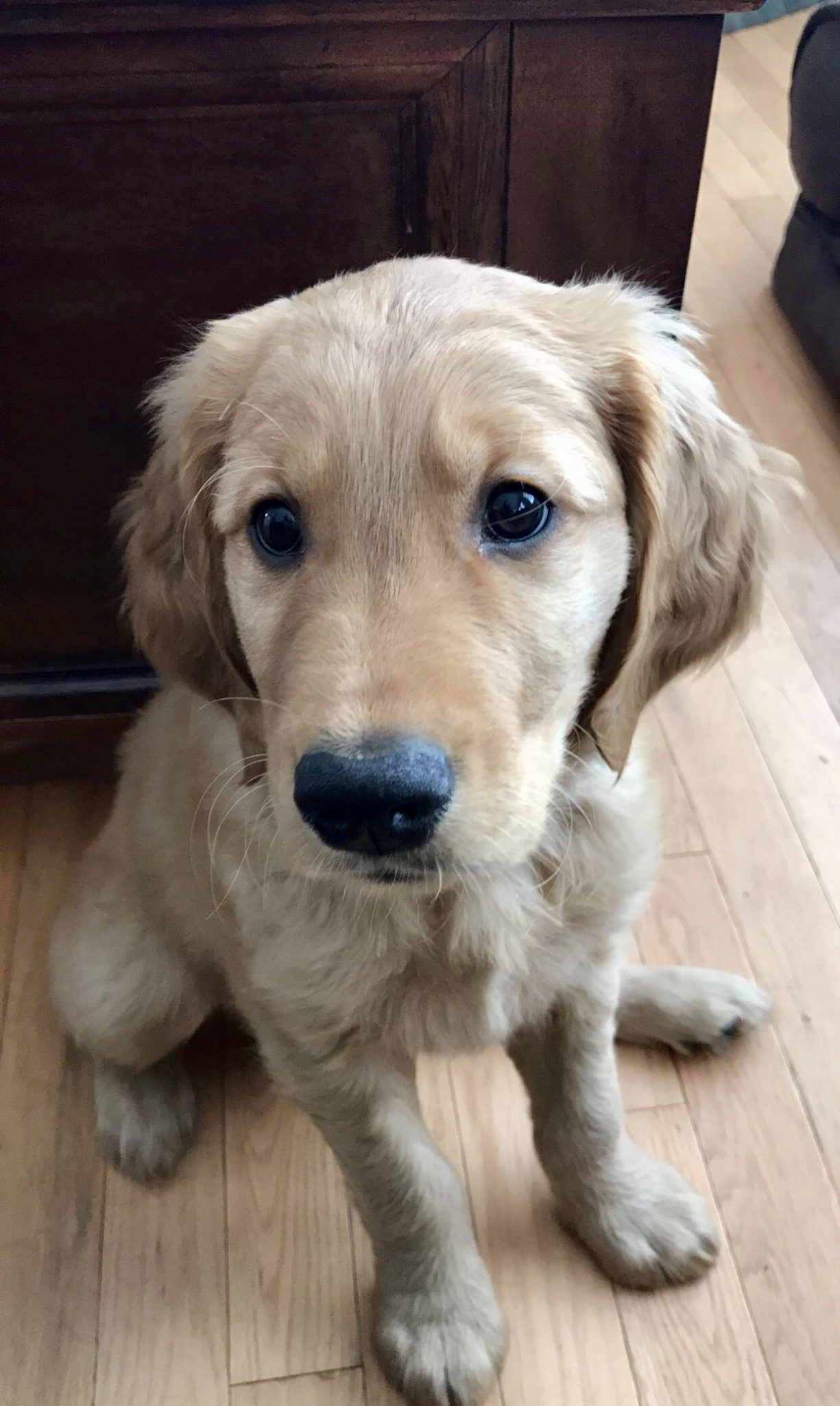 Cute Golden Retriever Puppy