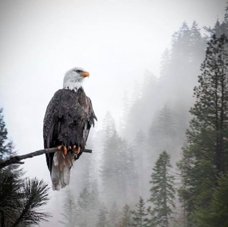 Bald Eagles Love Coeur d'Alene